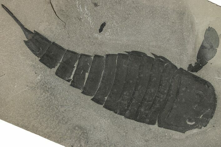 Eurypterus (Sea Scorpion) Fossil - New York #310232